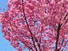 「これから見頃の桜を発見！守門、入広瀬方面はこれから見頃のところもたくさんです。」