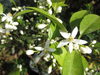 咲き始めた庭の柑橘の花。とてもいい香りがします。「募集&実施しています！　　　～「新年度入塾」「学習体験」～」