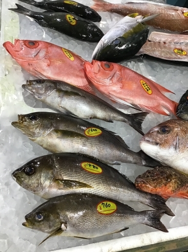 「魚魚市場鮮魚コーナーおすすめは「水イカ」です」