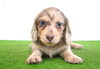 「ミニチュアダックス子犬情報」