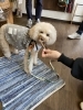 野生鹿の背骨をガジガジ♪「愛犬のカイカイなどをお悩みのお客様」
