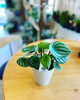 「観葉植物入荷しました」