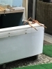脱走試みる！「やばい？！」