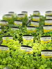 「日頃の感謝をこめて♪プレゼントのお知らせ」