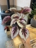 「植え替えてみた。」