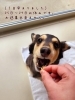 「お休みご案内★新潟市犬の保育園♪犬のトリミングHappyTail」