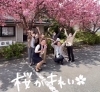 会社駐車場にて桜と一緒に♪「桜がきれい」