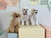 はぴちゃん♡リーチくん♡じろうくん「ましゅまろ幼稚園🐾」