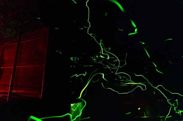 蛍舎内のホタルの飛翔 (長時間露光と多重合成による撮影)