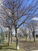 「苫小牧市の桜開花状況、見頃の情報　第5報」
