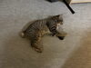 「こむぎ日記꙳★*ﾟ」