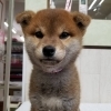 【WAN'S】新しいワンちゃんのご紹介！柴犬　オス