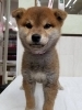 「【WAN'S】新しいワンちゃんのご紹介！柴犬　オス」