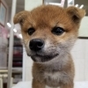【WAN'S】新しいワンちゃんのご紹介！柴犬　メス