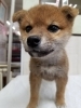 「【WAN'S】新しいワンちゃんのご紹介！柴犬　メス」