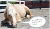 「【先着順 事前予約受付中】ポニースクールかつしか　2023年5月28日（日）区民感謝乗馬デー【水元】」