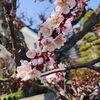 「近所では残雪が残る山と桜や梅が見れて、素敵な写真がとれるかも✨是非お散歩がてら遊びに来て下さい✨」