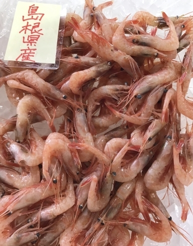 「魚魚市場鮮魚コーナーおすすめは「甘エビ」です♪」