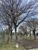 「苫小牧市立美園小学校周辺の桜開花状況、見頃の情報　第6報」