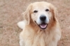 「愛犬と泊まってインスタ投稿★キャンペーン」