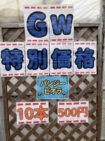パンジービオラ特別価格「GW特別価格❗️パンジービオラ10本500円❗️」