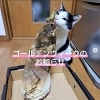 「ゴールデンウィークのお知らせです！【京都向日市・野村龍酒店】」