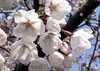 昨年の桜「〜5月お得エステ〜」