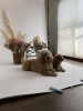 モデル犬に協力してもらって試し撮り♪「大好評‼️Dankeドッグフォトイベント1日追加決定✨️✨」