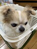 「迷い犬の情報です！【西条市役所／本庁　衛生課】」