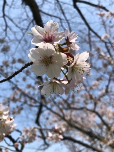 「桜！」