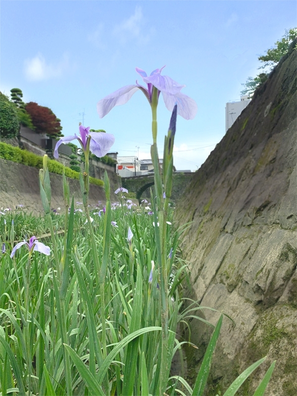 玉名市 高瀬裏川 花しょうぶが見ごろ まいぷれ編集部が行く まいぷれ 荒尾 玉名 山鹿 玉名市 高瀬裏川 花しょうぶが見ごろ まいぷれ編集部が行く まいぷれ 荒尾 玉名 山鹿