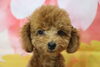 トイプードルレッドの子犬男の子、生後3か月「トイプードルレッドの子犬男の子、生後3ヶ月。千葉県鎌ヶ谷市船橋市のブリーダー」