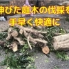 伐採が必要な庭木は、早めに伐採して費用を抑えましょう