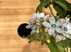 「New beans Ethiopia logita」