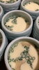 旬の素材をいれた茶碗蒸し色々あります「卵料理」
