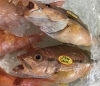 「魚魚市場鮮魚コーナーおすすめは「沖イサキ」です♪」