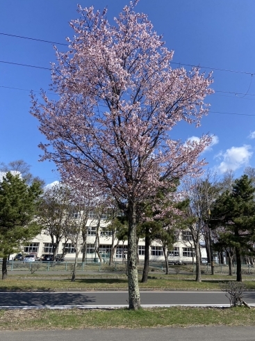 美園小学校前「苫小牧市の桜開花状況、見頃の情報　第7報」