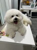 可愛い子です「ファンファンは5／18〜6／2休みのお知らせ」