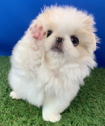 いつも可愛いチコちゃんです(^▽^)「５月のおやすみ」