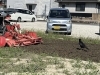 就労継続支援B型フレーベル_じゃがいも植え_耕しているとカラスがきました「畑も春本番！じゃがいも植えと成長のご報告🥔✨」