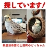 迷いオカメインコを探しています【新居浜市西の土居町