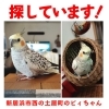 迷いオカメインコを探しています【新居浜市西の土居町】 | まいぷれ新居浜・西条お助け情報部のニュース | まいぷれ[西条市]