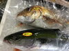 「魚魚市場鮮魚コーナーおすすめは「エゾバフンうに」です♪」