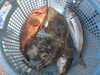 魚「本日は予約で満席となっております」