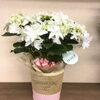 紫陽花 月うさぎ「母の日の花鉢の入荷が始まりました!」
