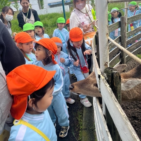 「町内の保育園の子どもたちが、 看板鹿のこまるくんに会いに来てくれました！」