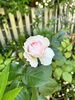 挿木をしてみた枝から‥こーんなきれいな花が！「【入り口脇のバラ！】」