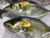 「魚魚市場鮮魚コーナーおすすめは「シマアジ」です♪」