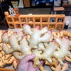 「毎年恒例の「生姜仕事」スタート！」
