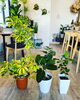 「母の日に観葉植物を送りませんか」